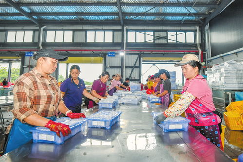 海口多點發力推動火山荔枝香飄海外