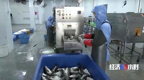 珠海打造“年魚之都” 預制菜產(chǎn)業(yè)年產(chǎn)值超1.5億元，紡織業(yè)協(xié)同發(fā)展